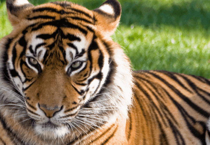 The Forest, the Tiger, and the Camera