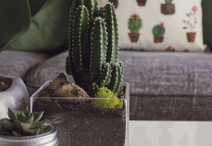 How to Add Small Nature Elements to Your Home and Let the Outside In