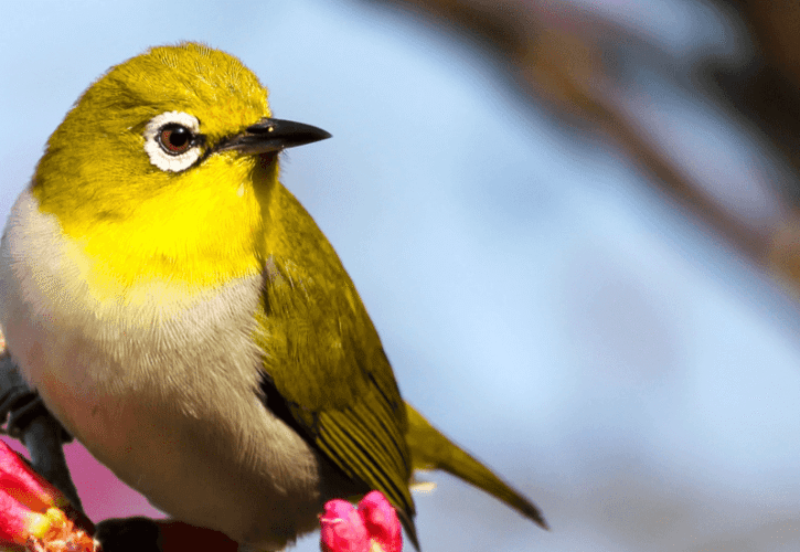 Vivid Colors and Amazing Shapes — The Amazon Birds