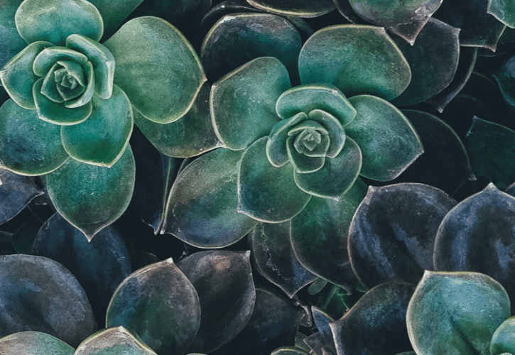 Nature as a Canvas – Find the Patterns in One Snapshot
